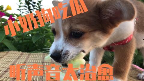 娱乐吃瓜酱送小狗,暖心情怀传递爱心瞬间 第1张 娱乐吃瓜酱送小狗,暖心情怀传递爱心瞬间 第1张